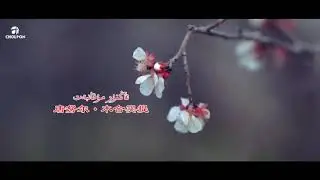 Таңнур Мукамбет кызы "Өрүктөр"