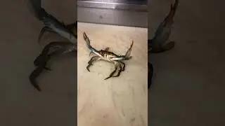 Fun with Blue Crab #fishing #seafood #blue crab #crabbing