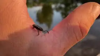 Лягушонок только вылупился из головастика.