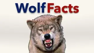 Interesting Wolf Facts