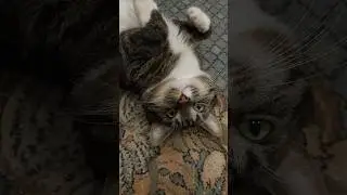 Кот мешает учить барабанные партии 🐱🥁☠️ 