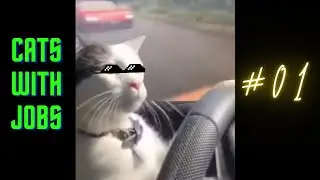 10 Minutes Of Cats with JOBS 2024 😅 New Funny CatsVideos 😸 Part 1