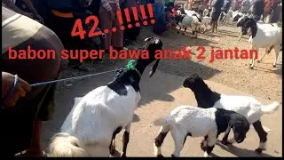 babon super bawa anak jantan jantan cuma 42!!