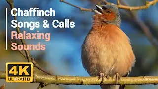 Bird Sounds - Chaffinch singing & calling for 1 hour 