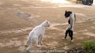 LES CHATS NINJAS - PAROLE DE CHAT