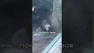 Otter Shows Off His STONE