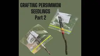 Grafting Persimmon Seedlings (for beginners)- Part 2