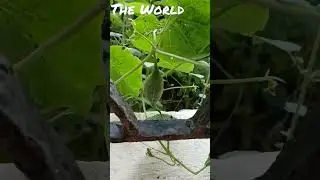 sponge gourd