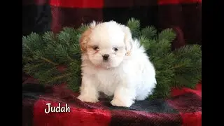 Shih Tzu BS 12 13 19