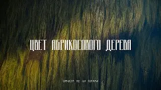 Оркестр не за горами – Цвет абрикосового дерева