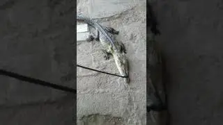 Crocodile in Jamaica....