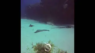 #Cancun Sting Ray divePro Cancun Diving