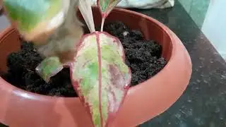 Você conhece essa planta ótima pra cultivar dentro de casa 🪷🌻💐🌺