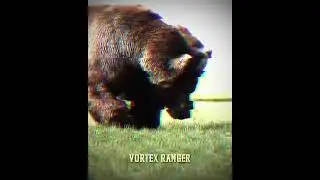 Grizzly Bear Fight Edit | #shorts #edit #animals #wildlife