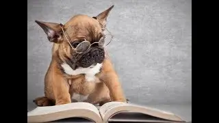 умные животные 3 Smart animals