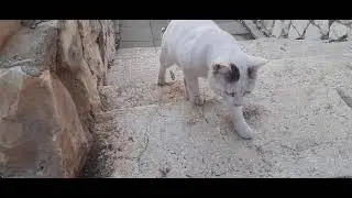 #кошки