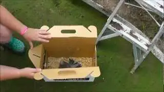 The Release into the Pheasantasiam (Large Aviary)