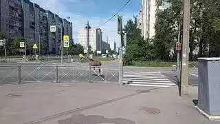Лось в Санкт-Петербурге.