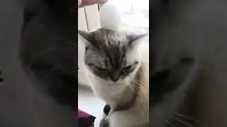 #youtubeshorts #youtubevideos #рекомендации #cat #кот