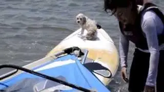 Köpeğim Bücür'ün Denizle İmtihanı :) --- my surfer dog
