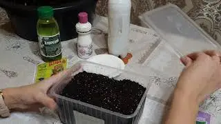 ЧТО ЖЕ ТАКОЕ КЛЕОМА И КАК ЕЕ САЖАТЬ ??