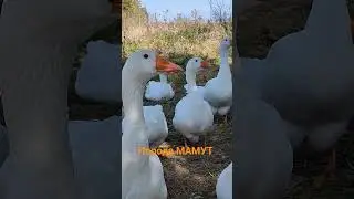 гуси мамути