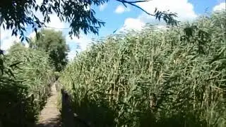 Мартоноша р. Высь - 