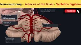 Arteries of the Brain - Vertebral System #Anatomy #mbbs #education