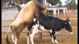 Bull and Cow breeding