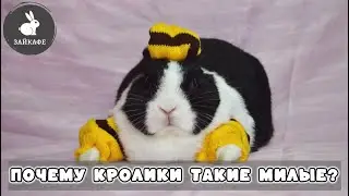 Почему мы считаем кроликов милыми? И за что мы их так любим?
