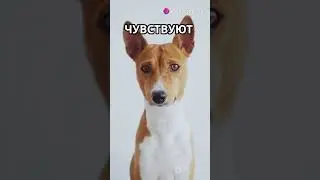 Топ факты о собаках  #funny #facts #interesting #interestingfacts #fun #science