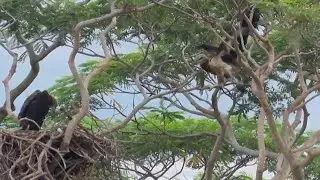 EAGLE Fledgling's Attempt to Fly ended in tricky balancing act
