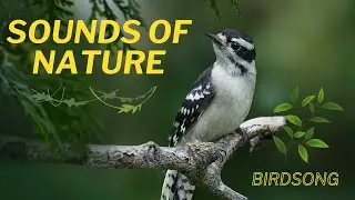 SOUNDS OF NATURE//BIRDSONG//NATURE RELAXATION VIDEO.