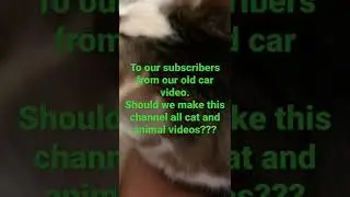 Should we make our channel all about our cats and animals??? Must comment for us to decide.