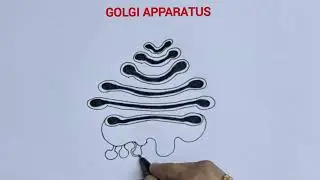 how to  draw  golgi apparatius easily / golgi bodies easy drawing/ cell organelle drawing