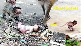Really Pity for Baby Albert is Scared when Mother Left Him Lonely, Albert to Run Follow Ally