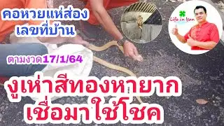 งูเห่าสีทองหายาก เชื่อมาใช้โชคคอหวยแห่ส่องเลขที่บ้าน| เลขเด็ดจากบ่าวป้อม | Life in Isan