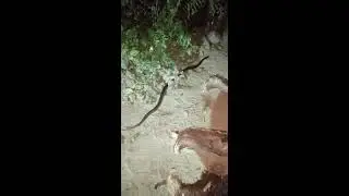 Truly in my village House - Snake name may be Chandrabora