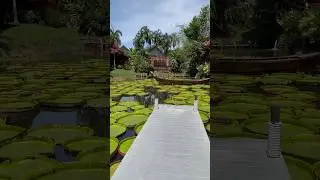 Кафе с кувшинками 😍🪷 на Пхукете #shorts