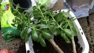 How To Prune Plants - آموزش هرس کردن گیاهان به روش ساده