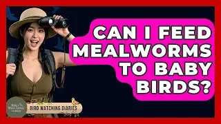 Can I Feed Mealworms To Baby Birds? - Bird Watching Diaries