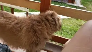 Сочи. Горное Лоо. Утро. +23°C. 4.06.2023г.©