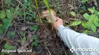 ❗Несмотря на сушь, грибы есть 🍄 В лес за грибами перед отпуском✈ 29.08.2024 г. Курская область❗