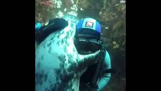 Прекрасные морские котики😍