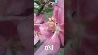 Вечірня молитва за Україну 