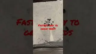 FASTEST way to GROW #SEEDS