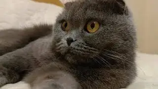 Чий кіт найрозумніший 🤔 