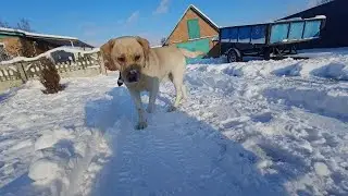 wednesday 14.12.2022 середа. Сем. Наконец то снег. Скоро нам 4 года #wednesday