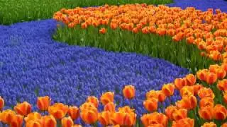 Visiting Keukenhof, Botanical Garden in Lisse, Netherlands