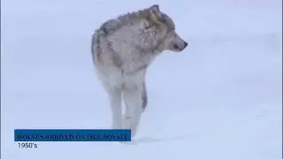 Introduction to Isle Royale AP Biology Escape Room